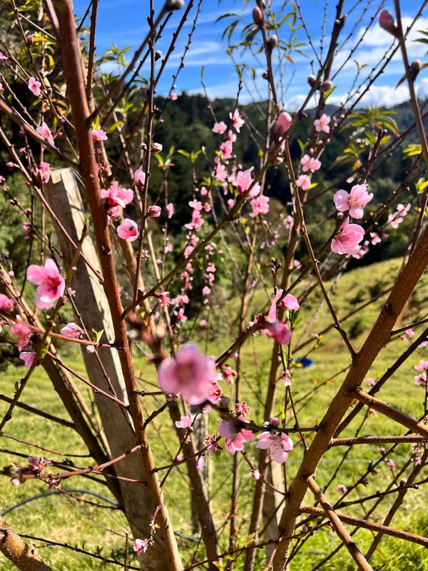 Venta finca Palmira, Zarcero