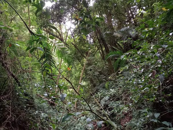Venta finca Palmira, Zarcero
