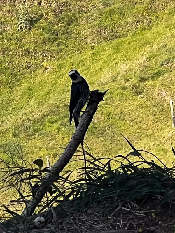 Venta finca Palmira, Zarcero