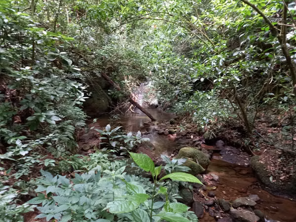 Venta finca Palmira, Zarcero