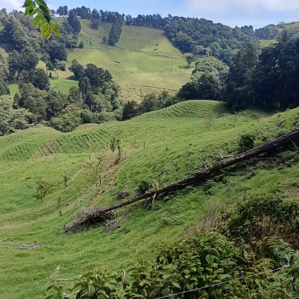 Venta finca Palmira, Zarcero