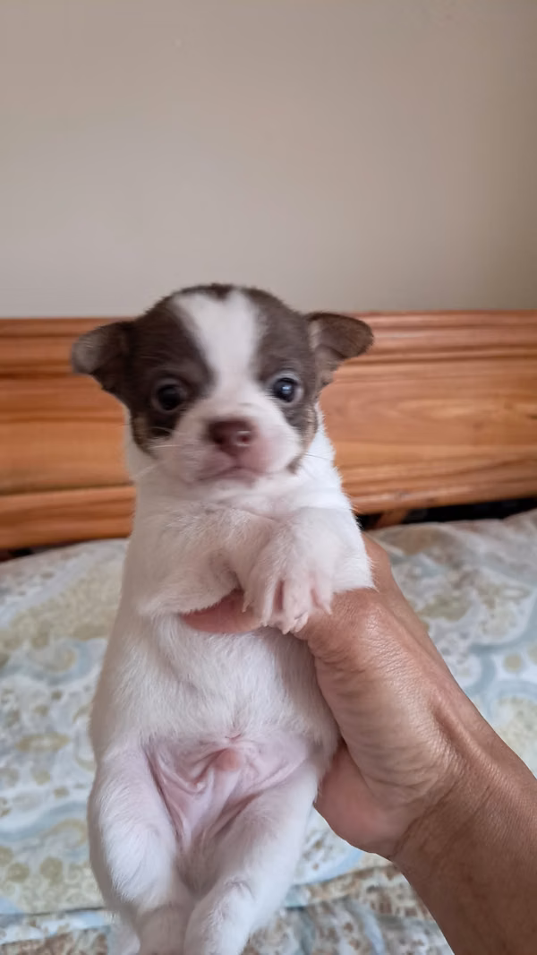 Chihuahuas bebés