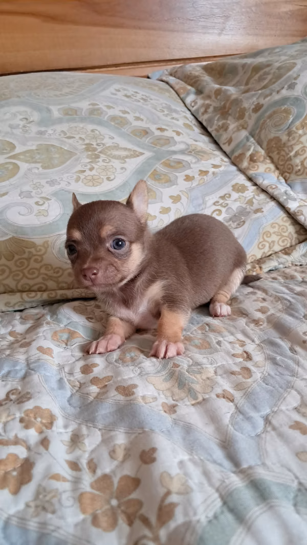 Chihuahuas bebés