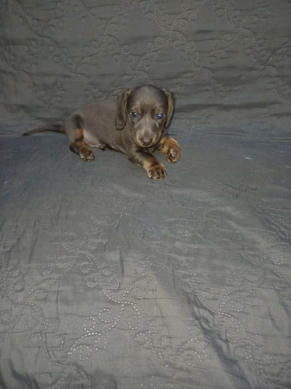 Perros salchichas