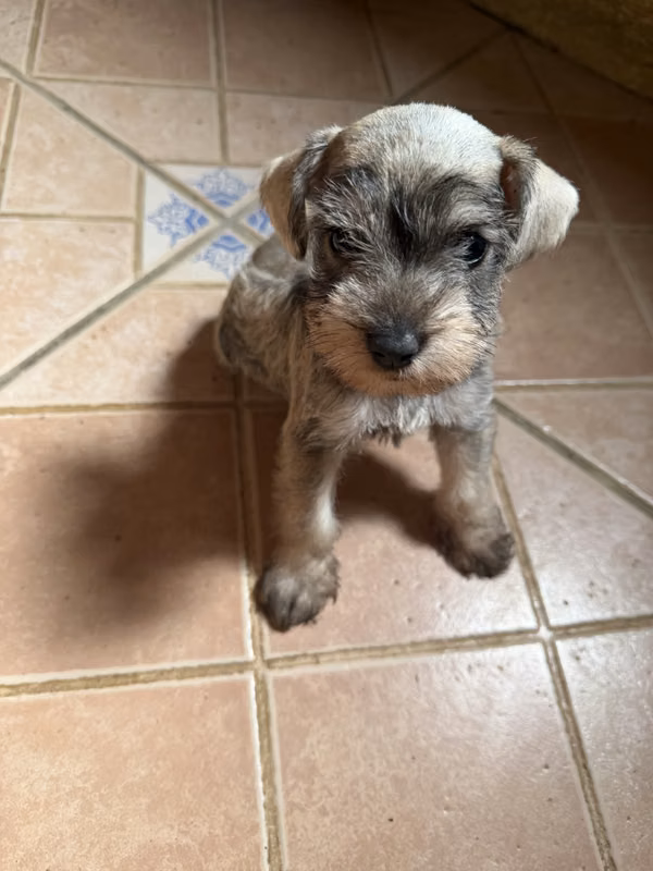 Schnauzer mini