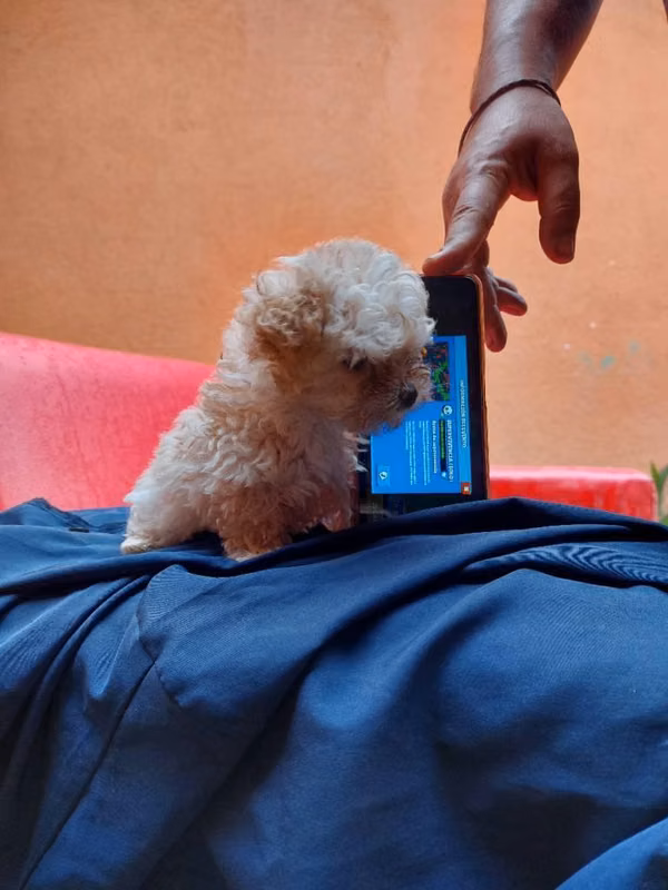 Poodle miniatura