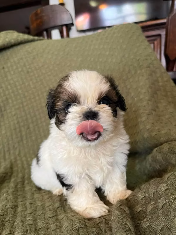 Shih-tzu