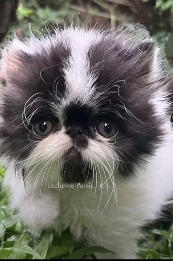 GATOS PERSAS EXTREMOS