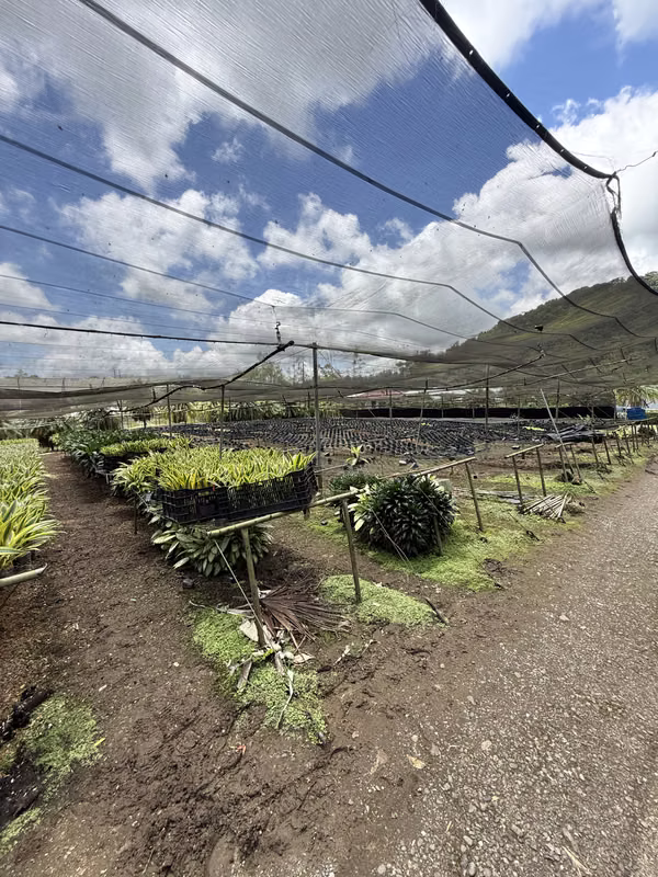 Venta de propiedad en Jabillos, Turrialba 7.743 m²