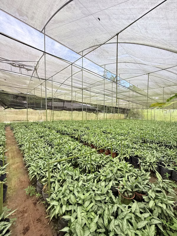 Venta de propiedad en Jabillos, Turrialba 7.743 m²