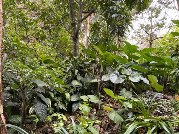 Lote 9.105 m² uso mixto en San Lorenzo Desamparados