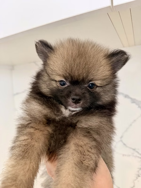 POMERANIAN