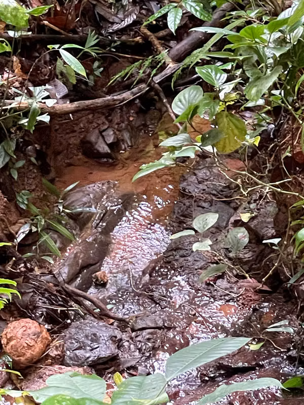 Oportunidad de Inversión: Finca Reforestada de 8 Acres en las Montañas de Puriscal