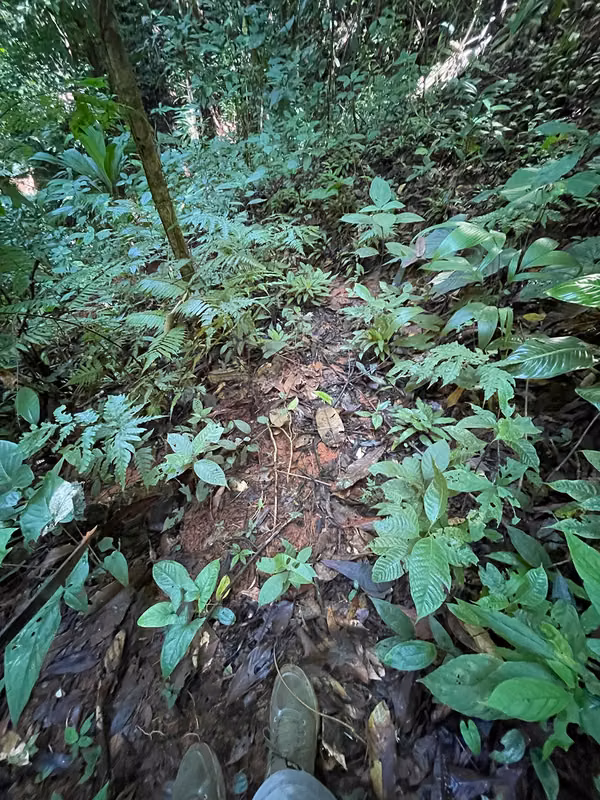 Oportunidad de Inversión: Finca Reforestada de 8 Acres en las Montañas de Puriscal