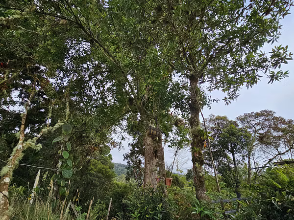 Lote Plano de 1.000 m² con Pozo y Vista al Irazú en Cartago