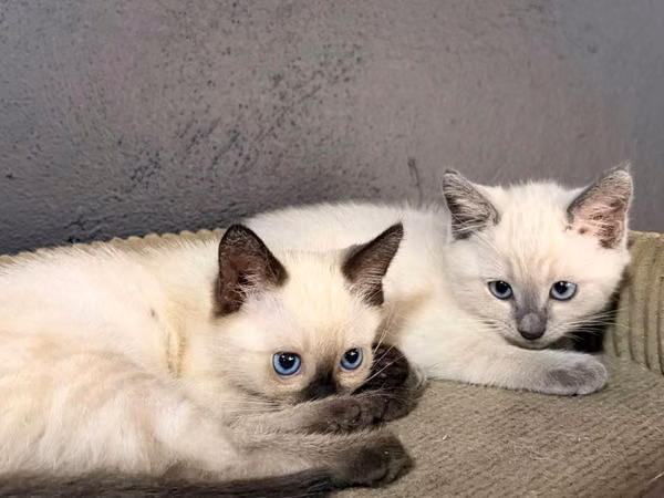Siames Antigüo ( Macho Punto Foca y Hembra Blue point)