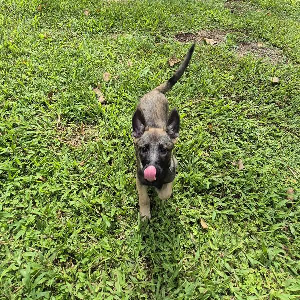 Pastor Belga Malinois