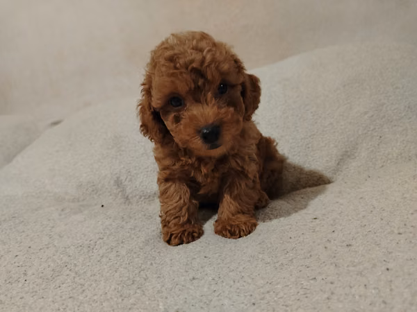 Caniche toy