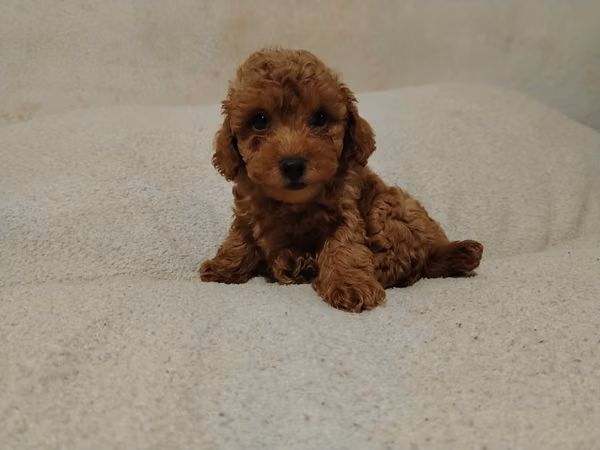 Caniche Toy