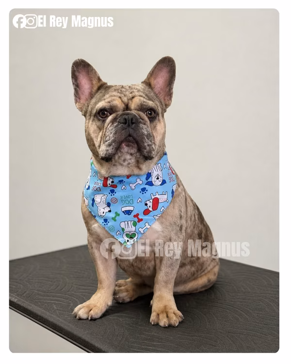 Bulldog Francés Exótico Lilac Merle para Monta