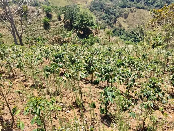 Venta finca San Ramón cafetalera 90 mill colones
