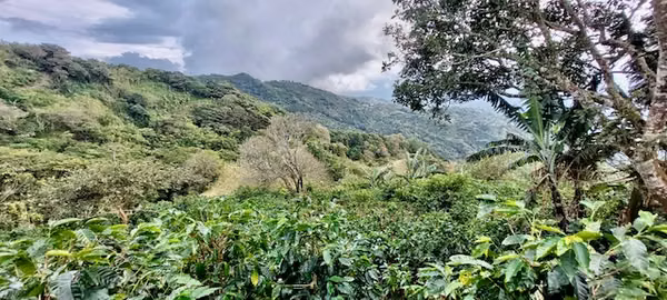 Venta finca San Ramón cafetalera 90 mill colones