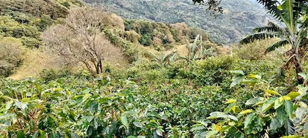 For sale farm San Ramon coffee farm One hundred eighty thousand dollars