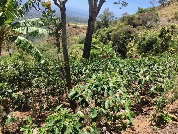 Venta finca San Ramón cafetalera 90 mill colones
