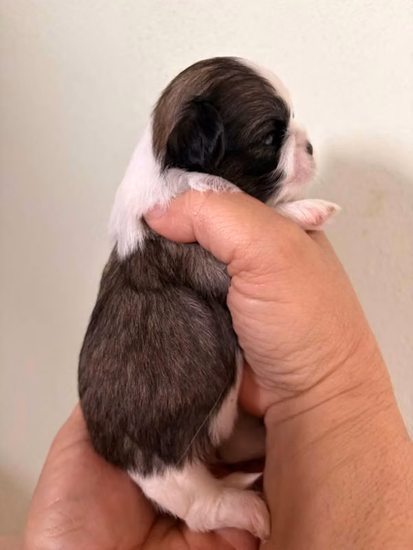 Shit tzu
