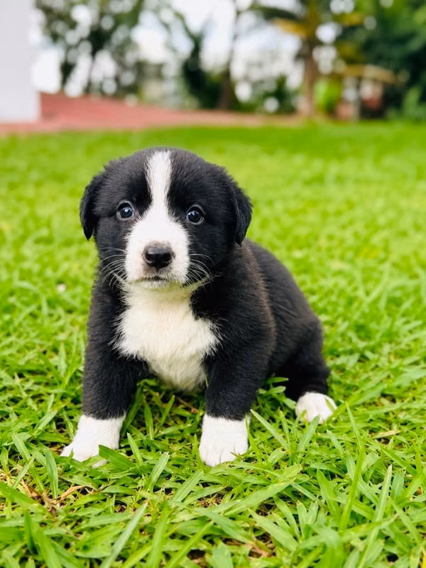 Border collie