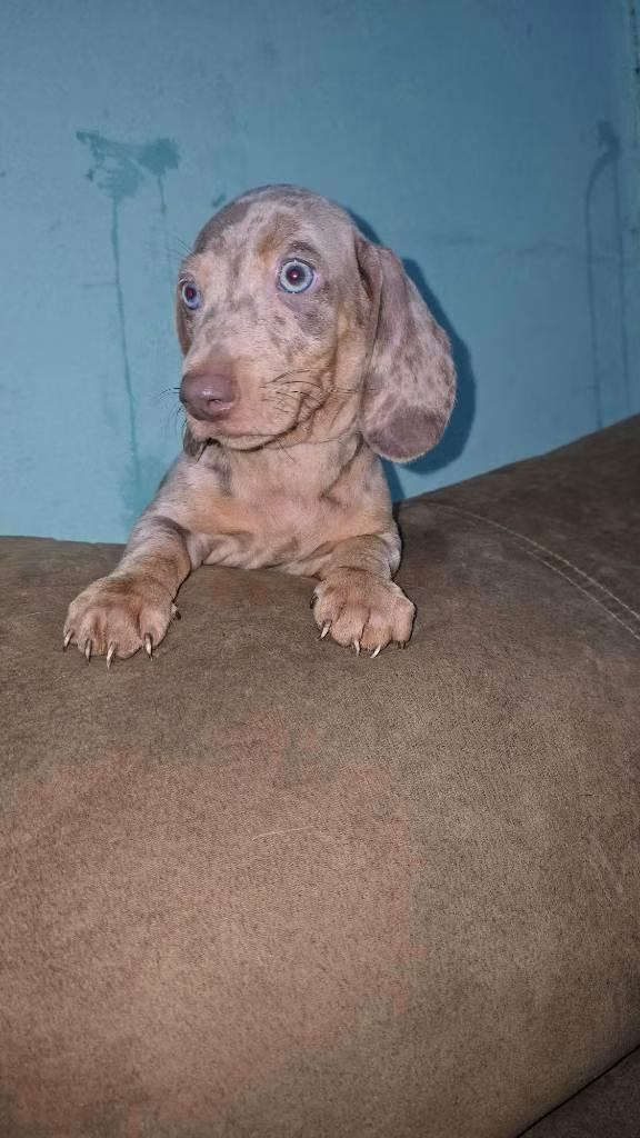 Salchichas mini