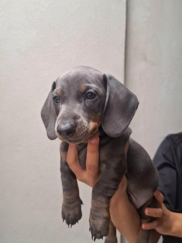 Cachorro Salchicha Mini