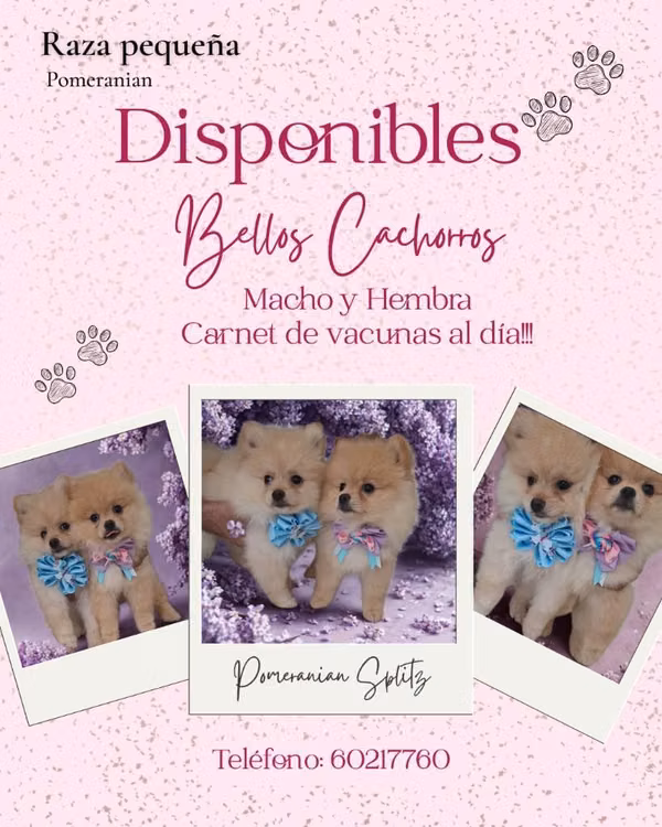 Pomeranian Disponibles