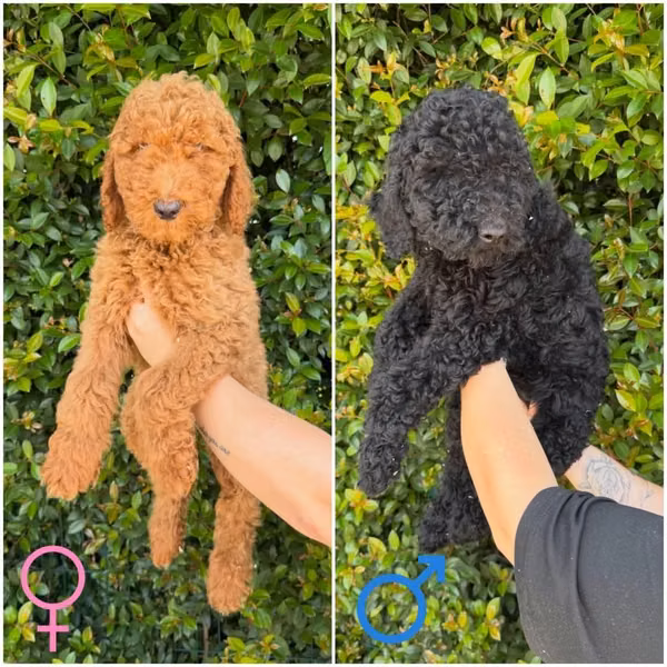 Poodle /Caniche Estándar (Gigantes)