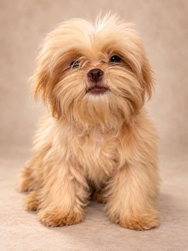 Shih tzu