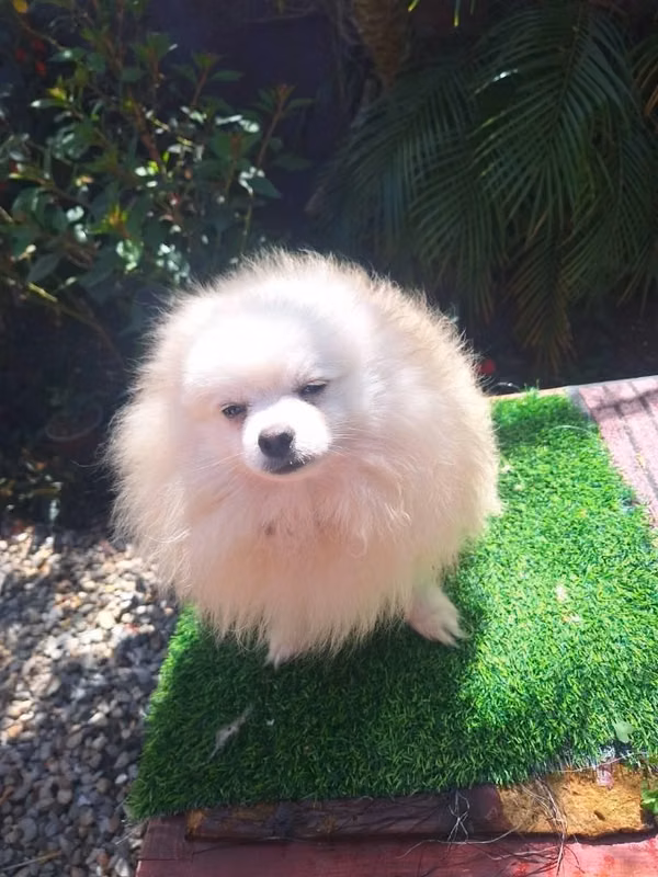 Machos adultos Pomerania