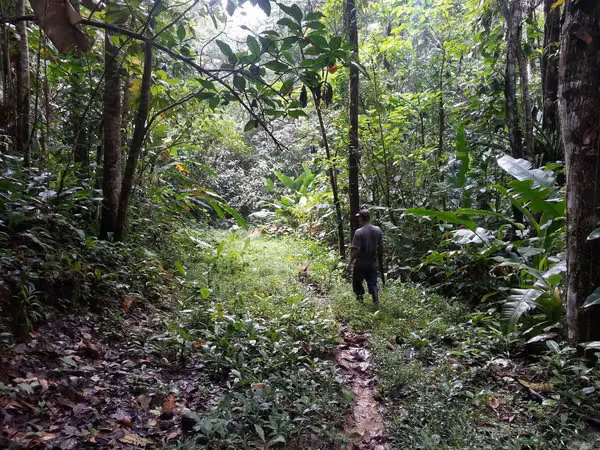 43-Hectare Farm in Limón – Livestock, Forest & Scenic Views