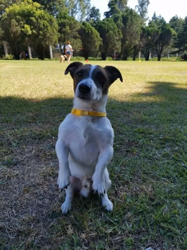 Preciosos Cacharros Jack Russell