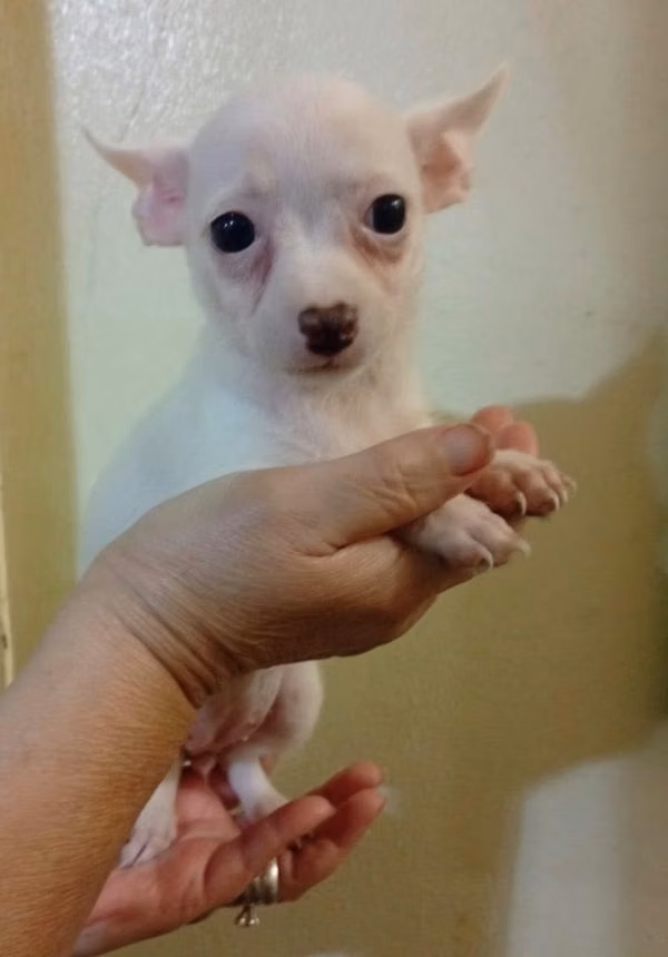 Chihuahua mini