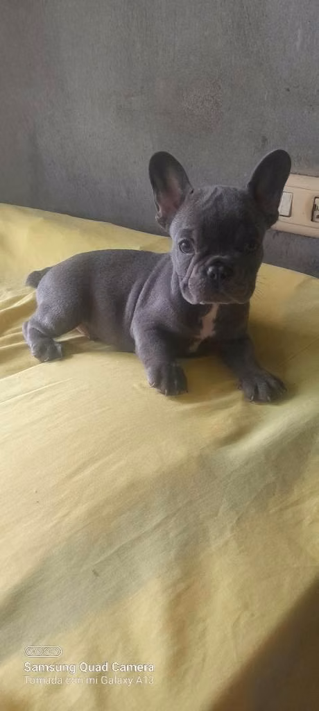 Hembra bulldog francés