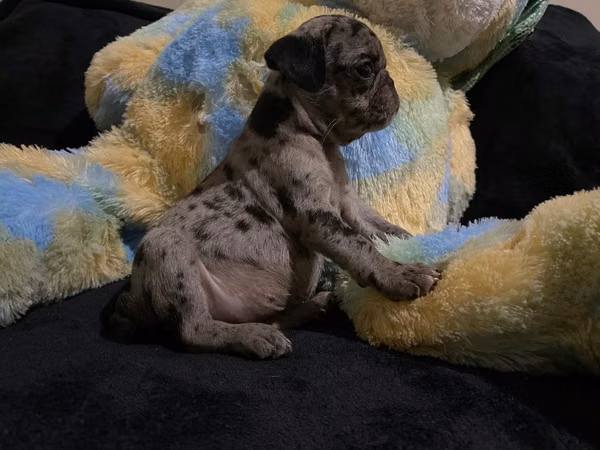 Pug exóticos merle y chocolate