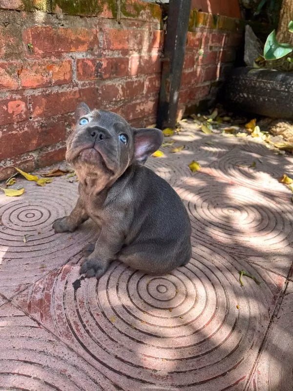 Bulldog francés