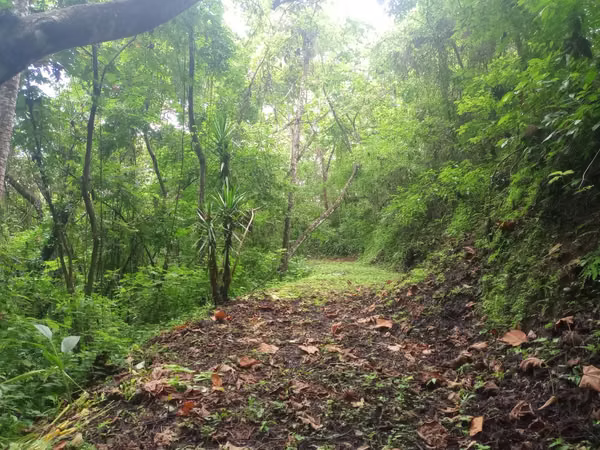 19ha con Selva tropical y Vistas al Golfo de Nicoya (2254)