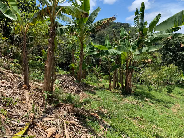 3ha con plantación de naranjas en la península de Nicoya (3414)