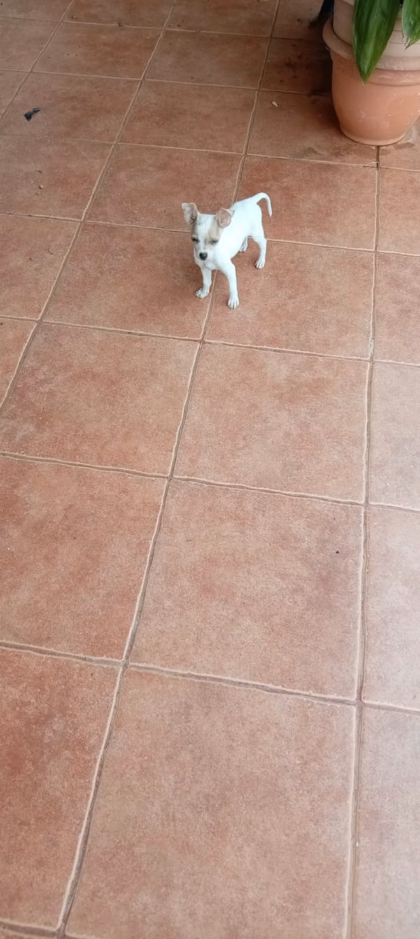 Chihuahua