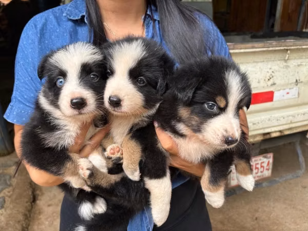 Perritos Border collie tricolor