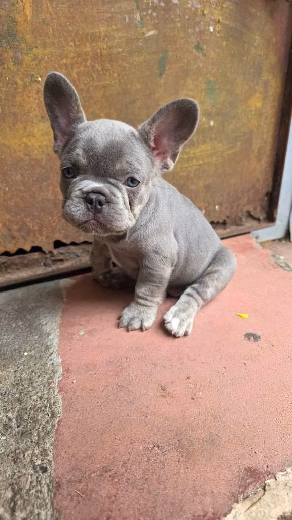 Bulldog francés hembra