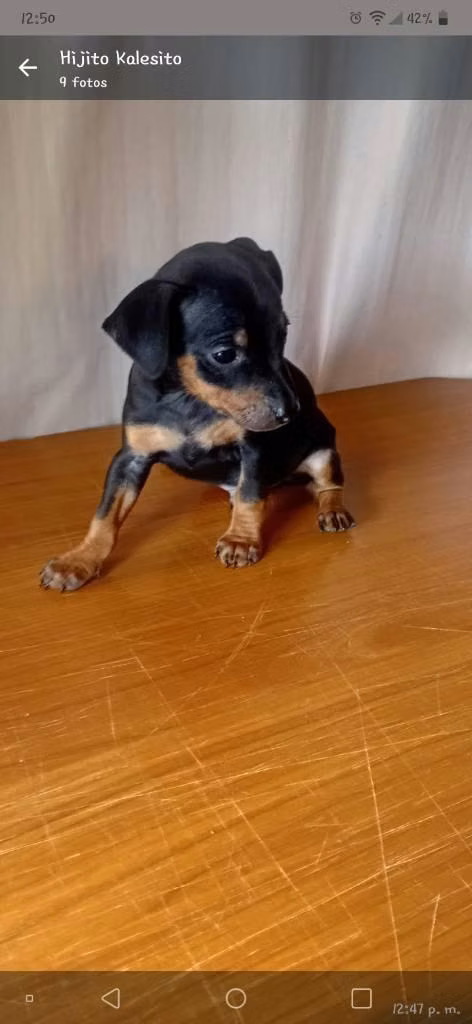 Tengo