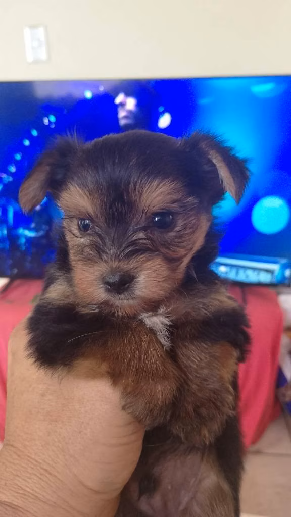 Yorkie hembras y machos