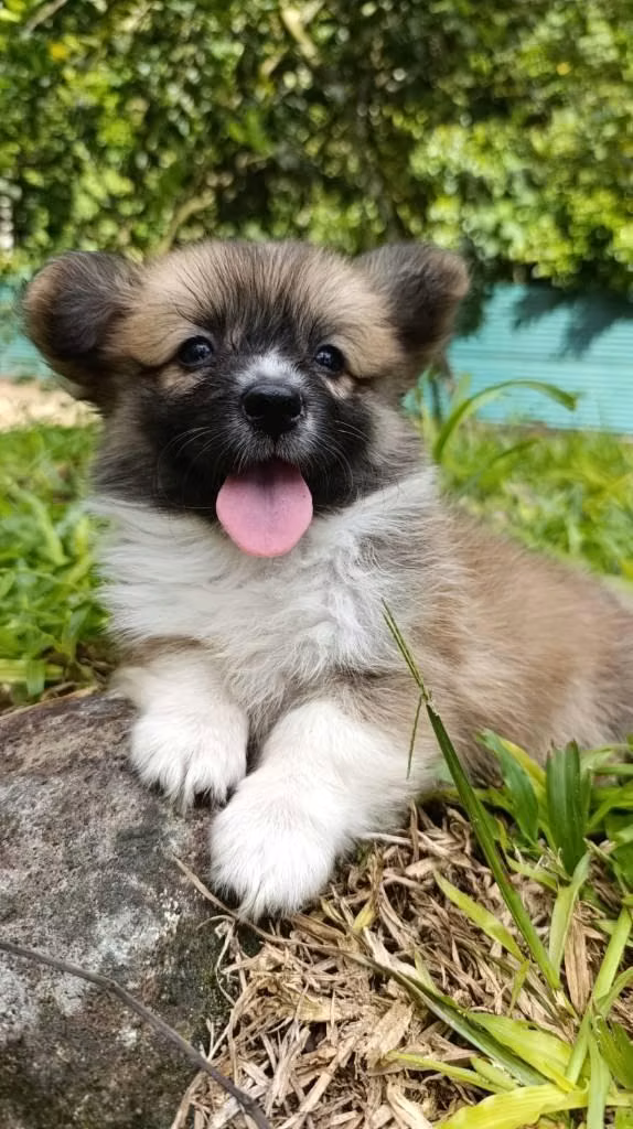Cachorros Corgi